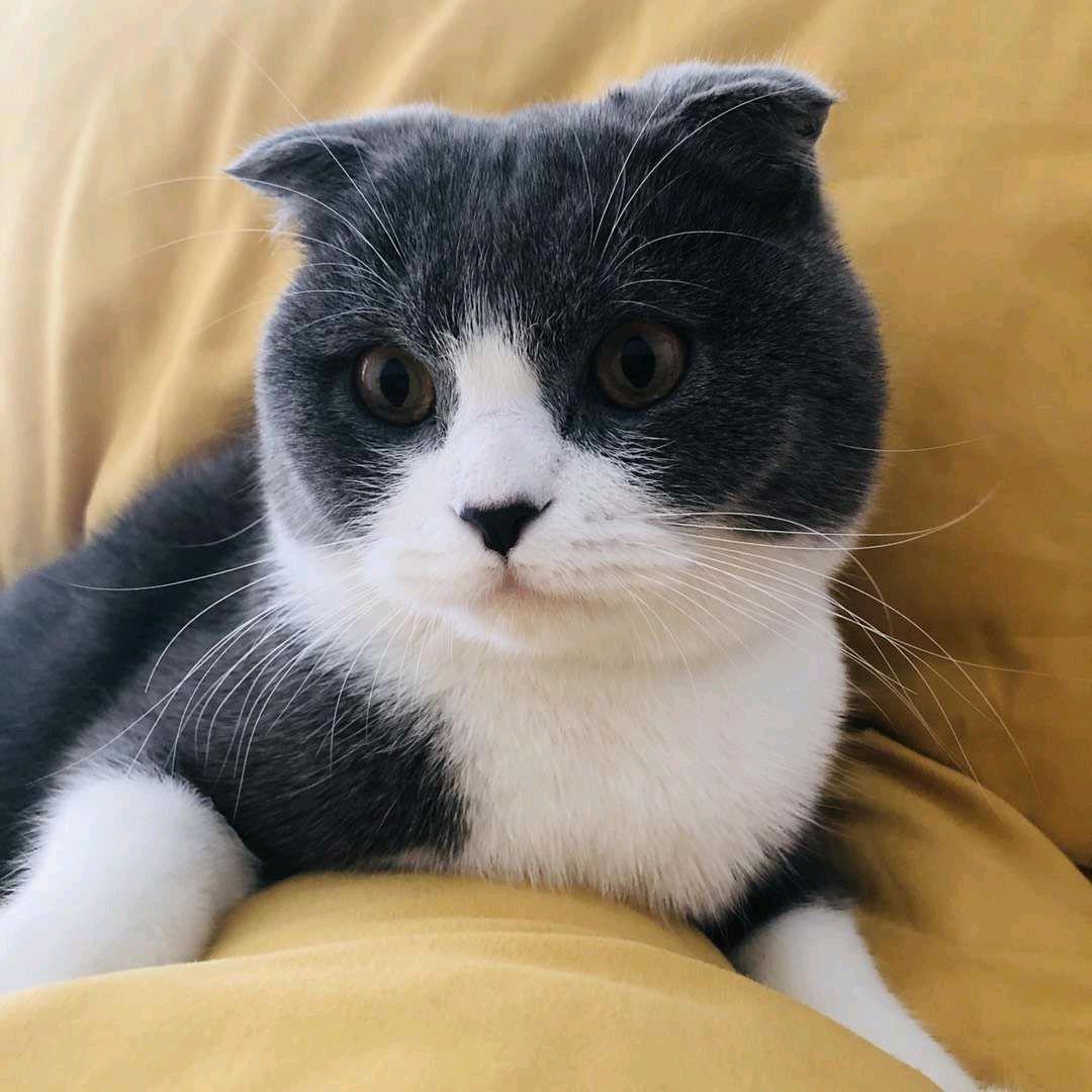 ꧁꫞꯭小🍓可🍓爱꫞꧂