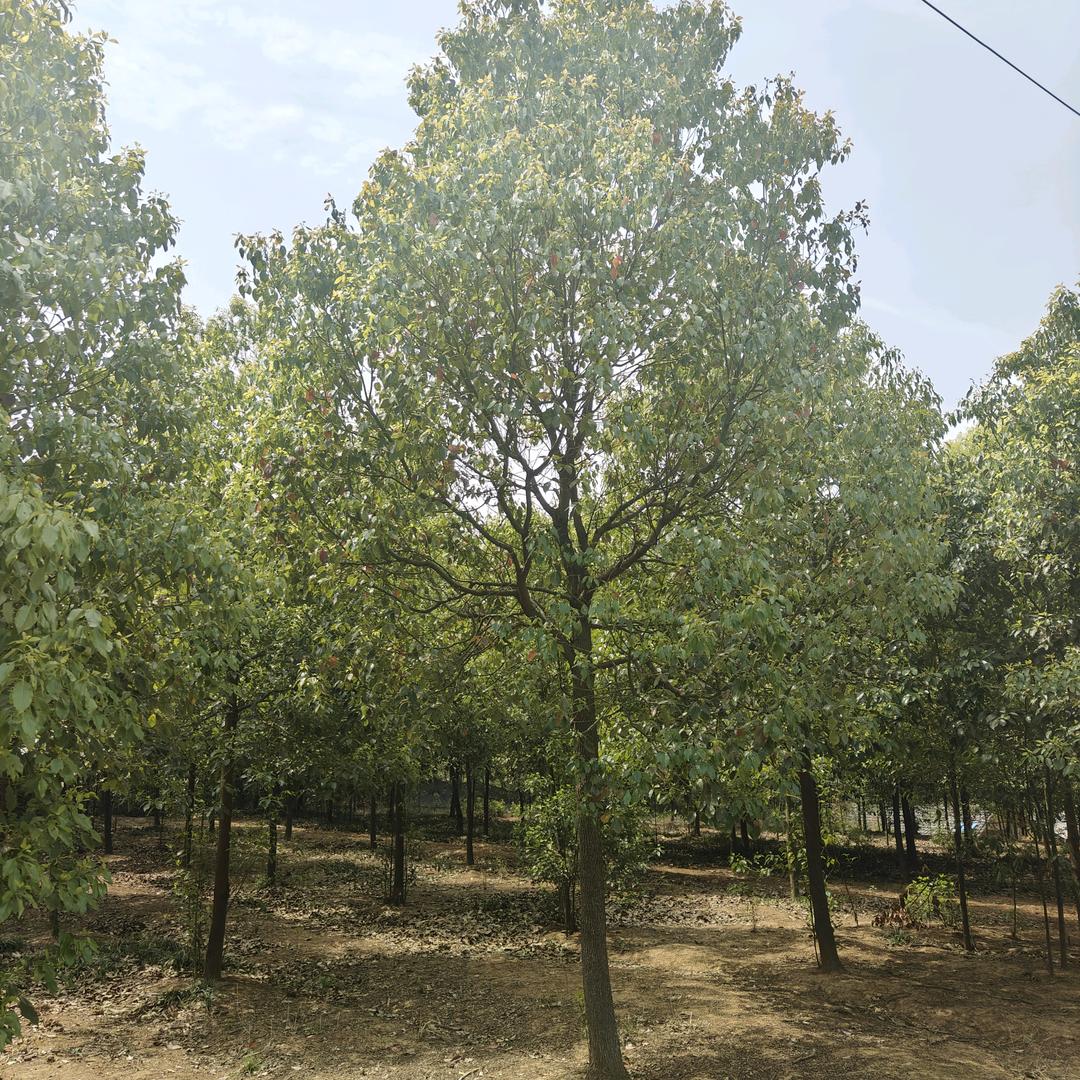 曹呈杰-(香樟专供）树之缘园林