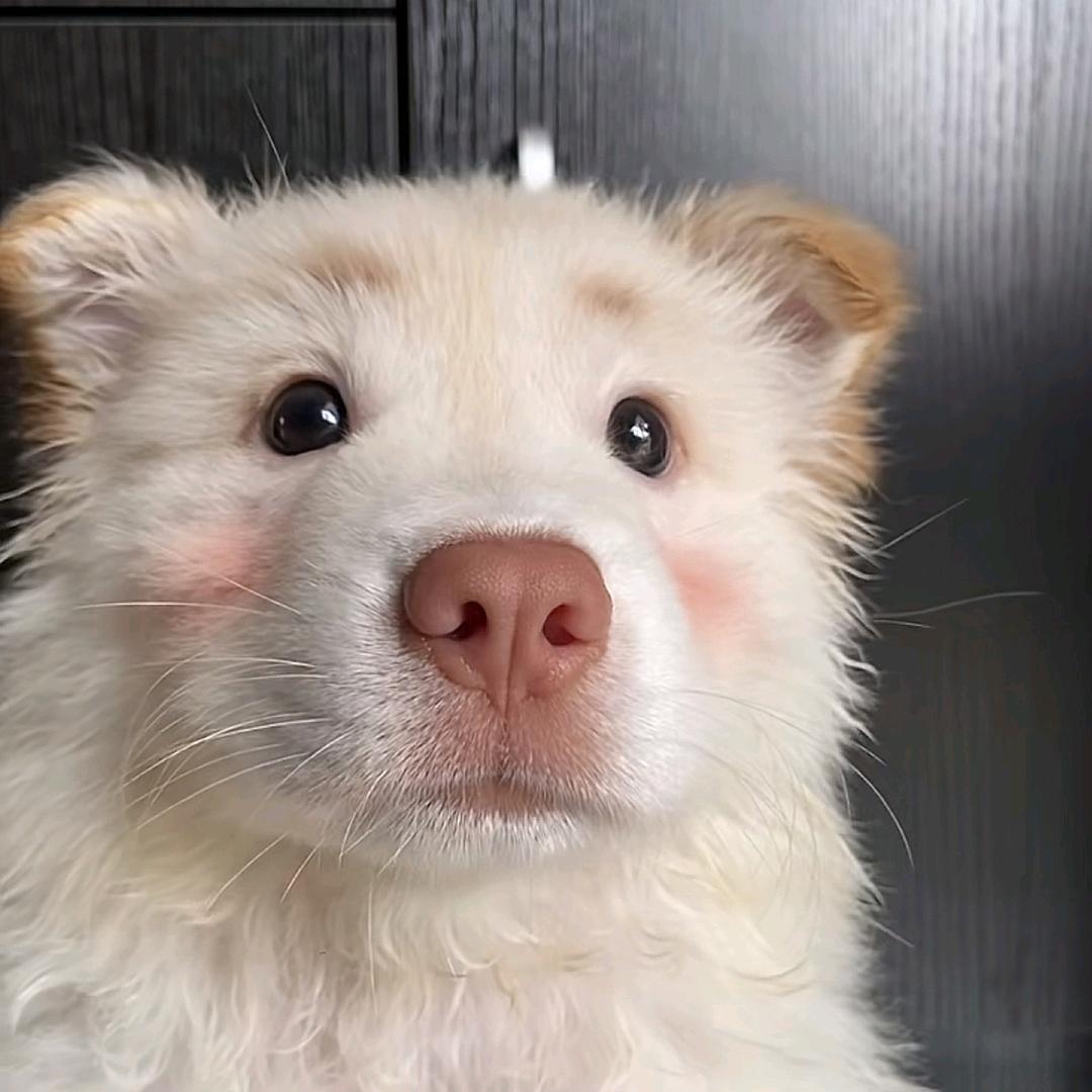 渟（陈立农广州、深圳、重庆、泉州巡演版）