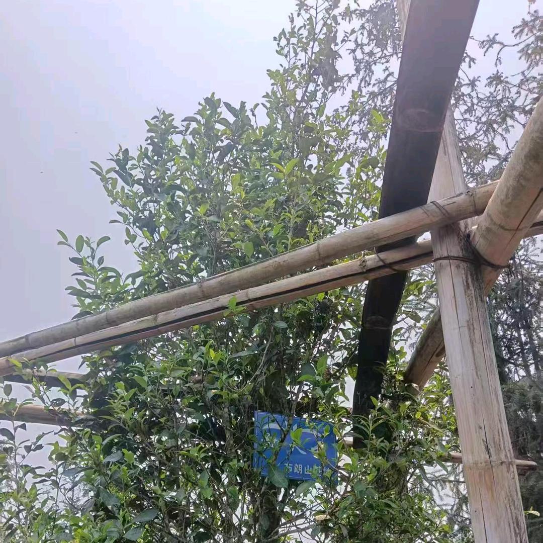 布朗山茶农直销，全部批发价