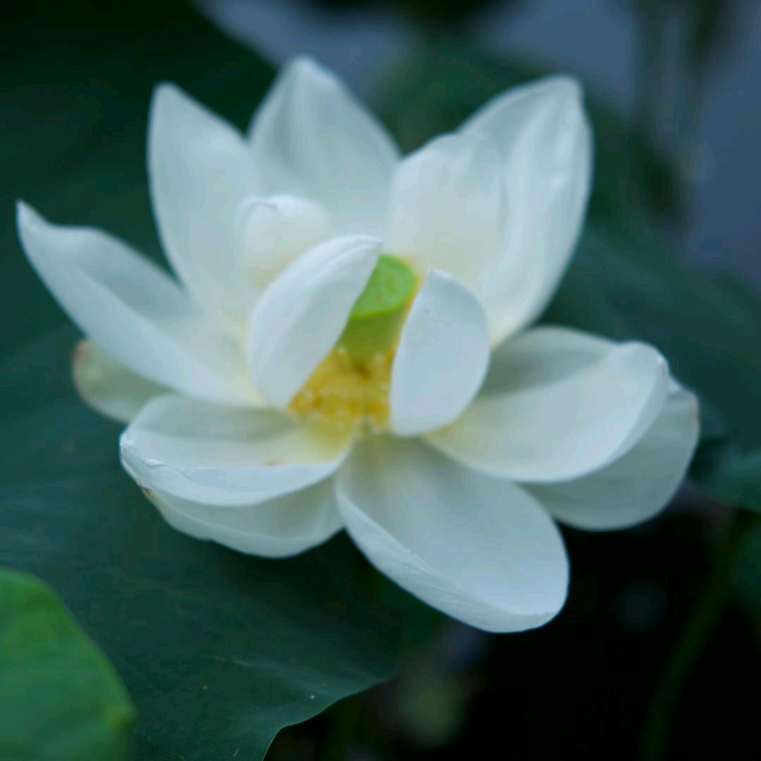 白白白