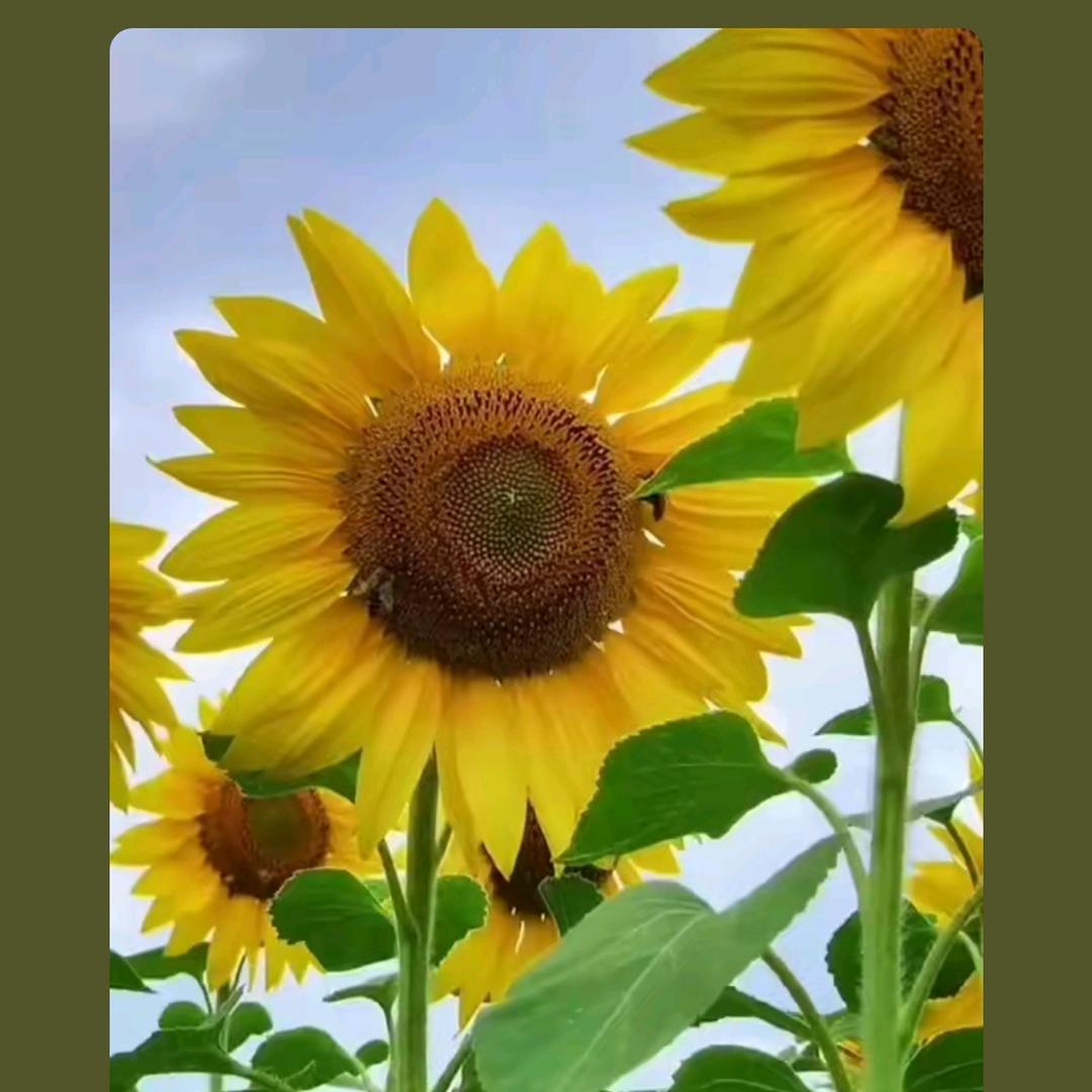 洋柿子（首播12：30）