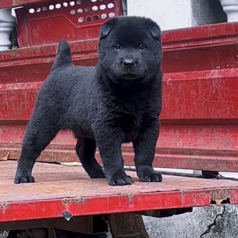 萌犬在线