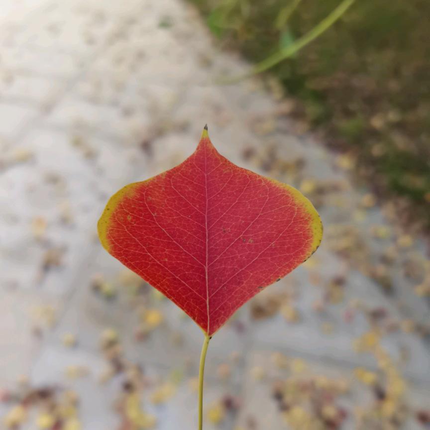 真真