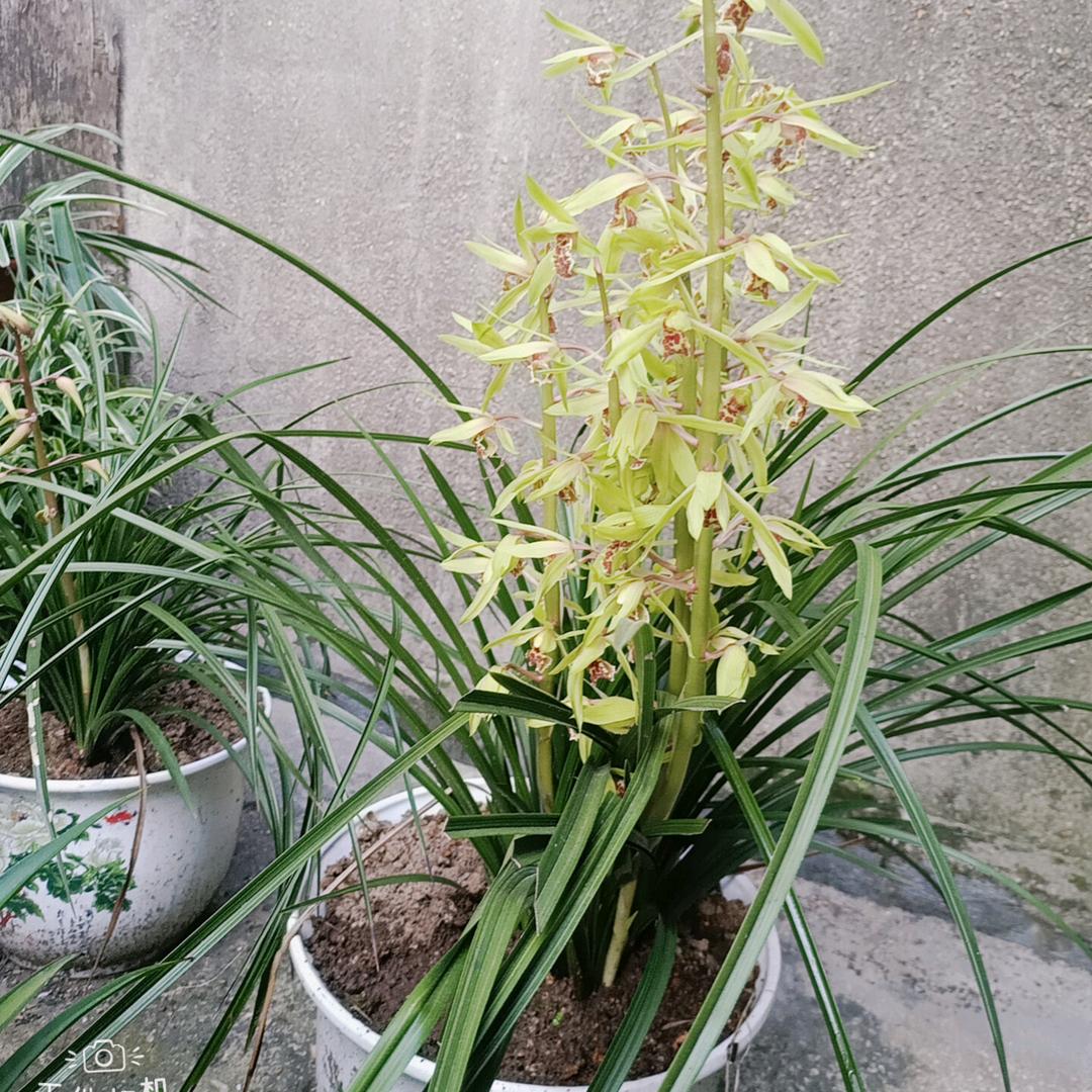 ࿐ཉི༗࿆ 飘摇༗࿆ཉི