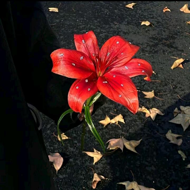 🌻时光不老   我们不散🌻