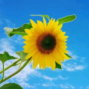 🌸🌻森🌻之🌻林🌻🌸