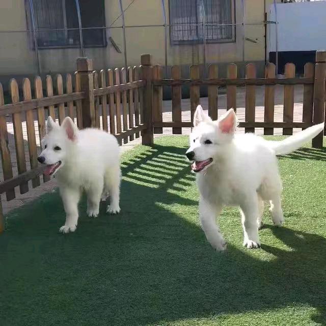 白德牧（瑞士牧羊犬）