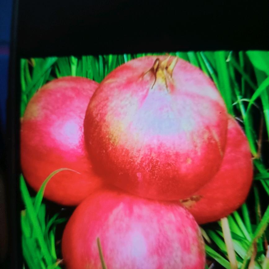 钱难追🌺🌺🌳🌳🌹🌹🌹