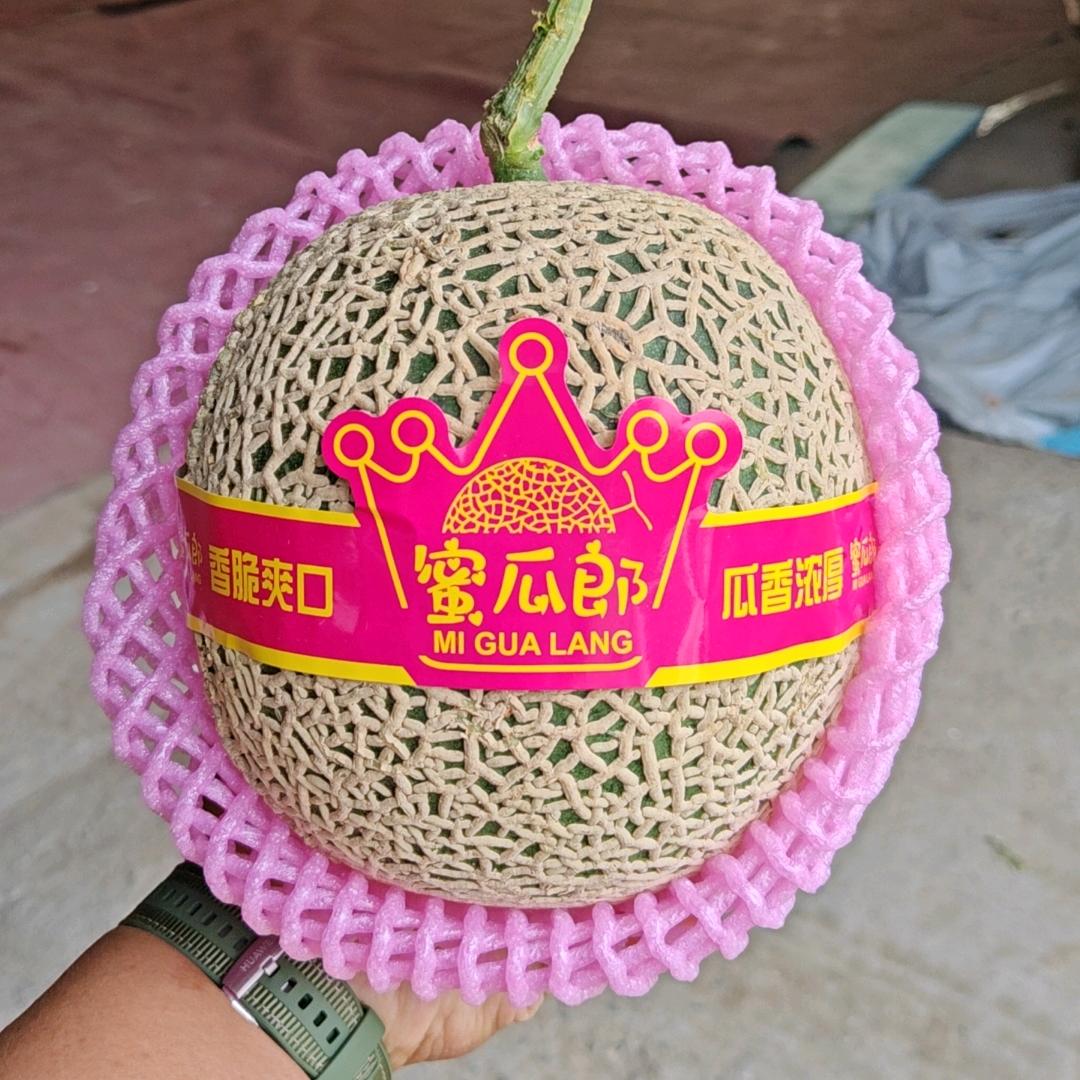 蜜瓜郎🔥鲁海龙