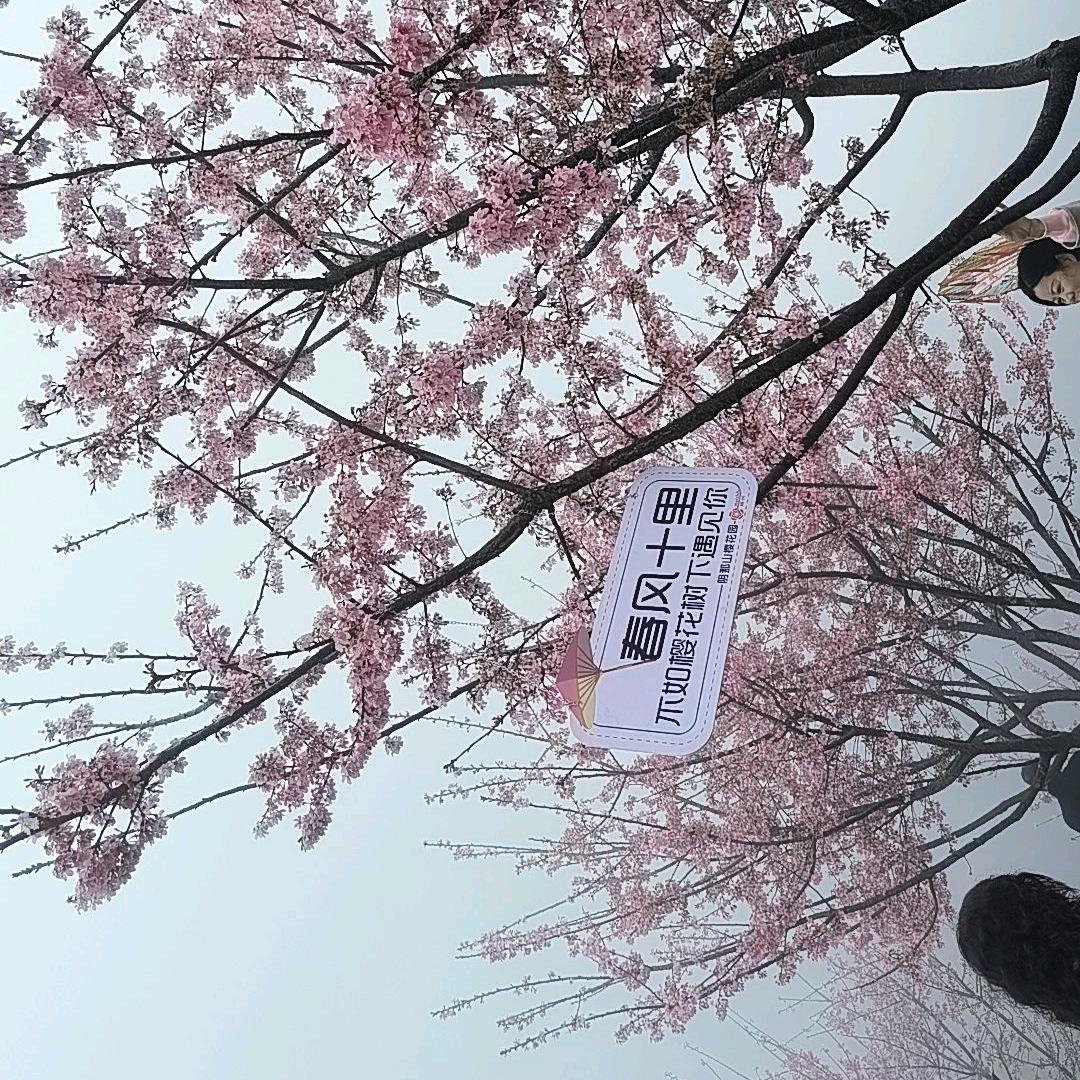 风铃草