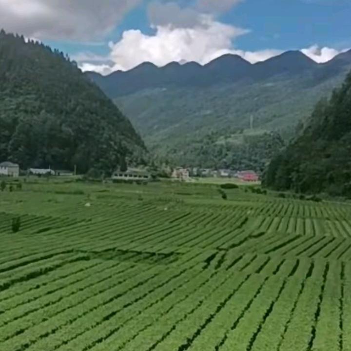 简简单单