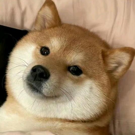 AA小狗@