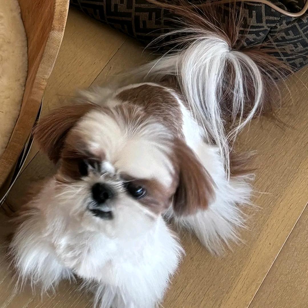 🦔