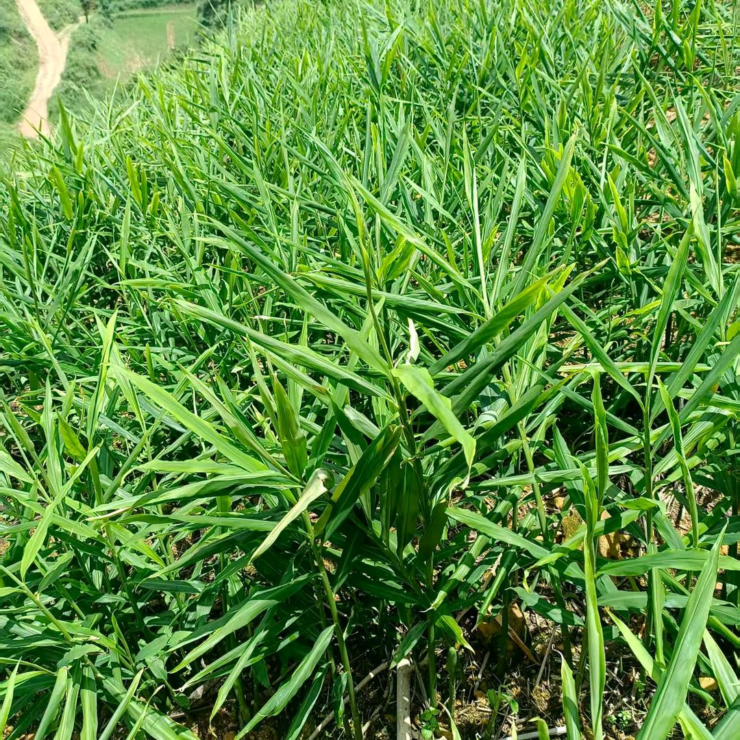 高小熙