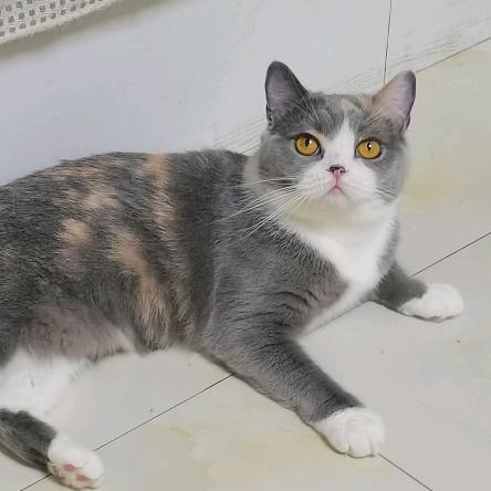 家有气人吞金兽