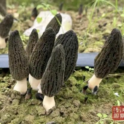 阿昌羊肚菌种植