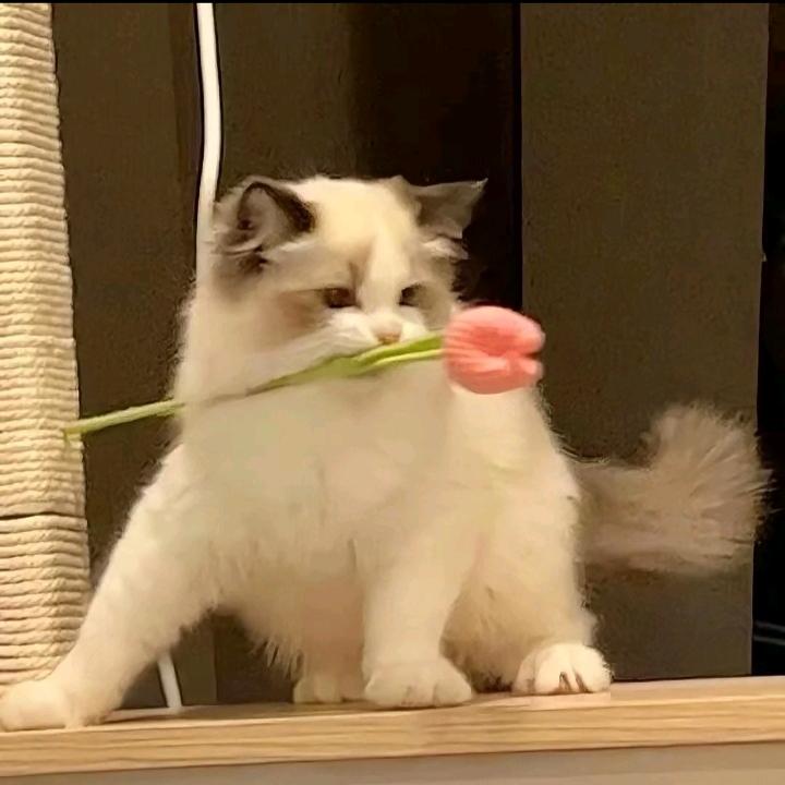 云风