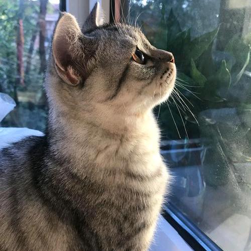 枫叶荻花秋瑟瑟