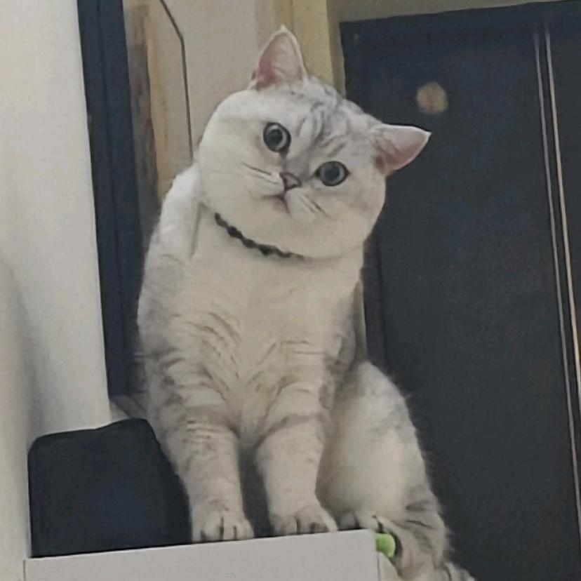 蒲公英