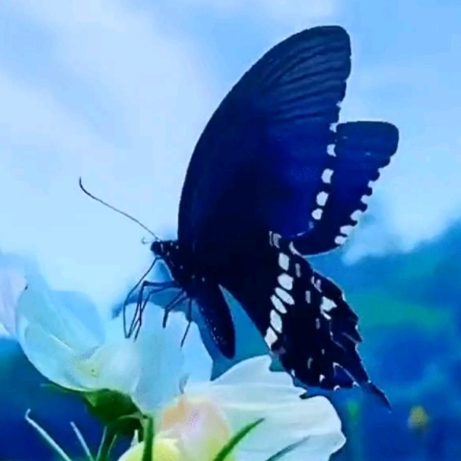 蝶恋花( ♡д♡)女