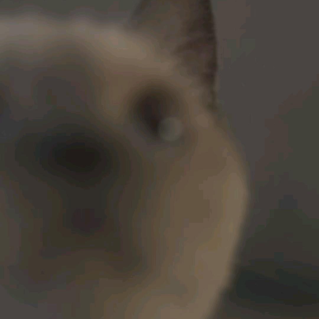 阿乐(◔‿◔)