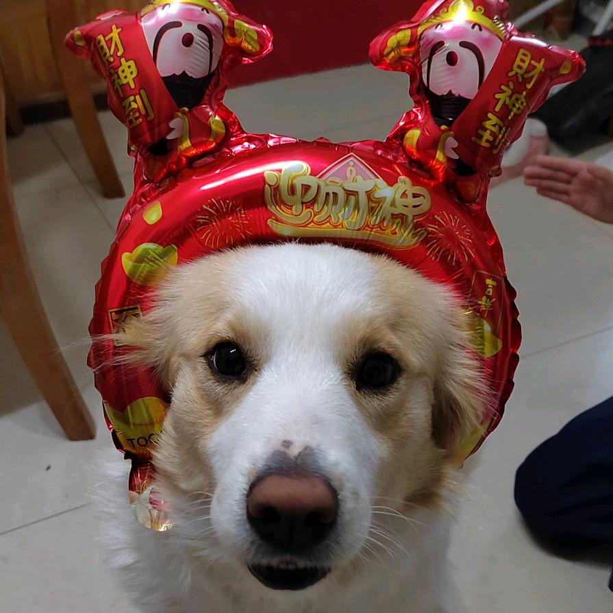羞🐶