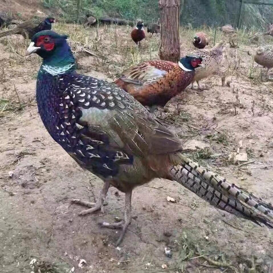 慈善养殖
