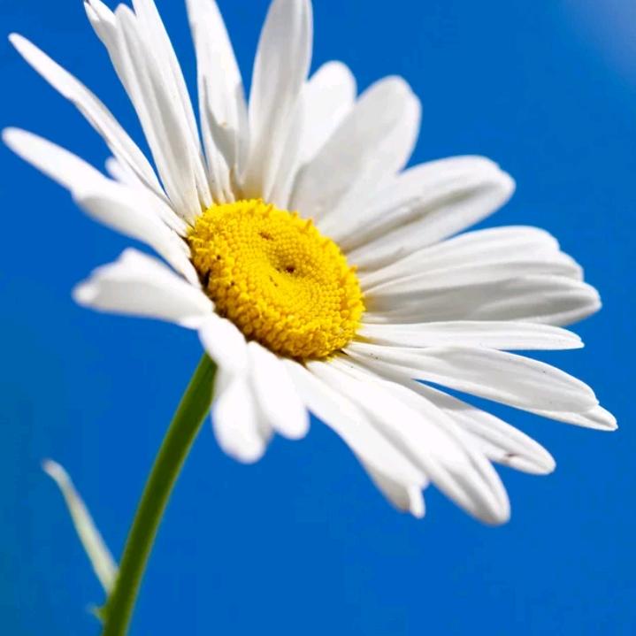 唯美春田（何）