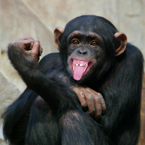 满山猴子🐒🐒我腚最红