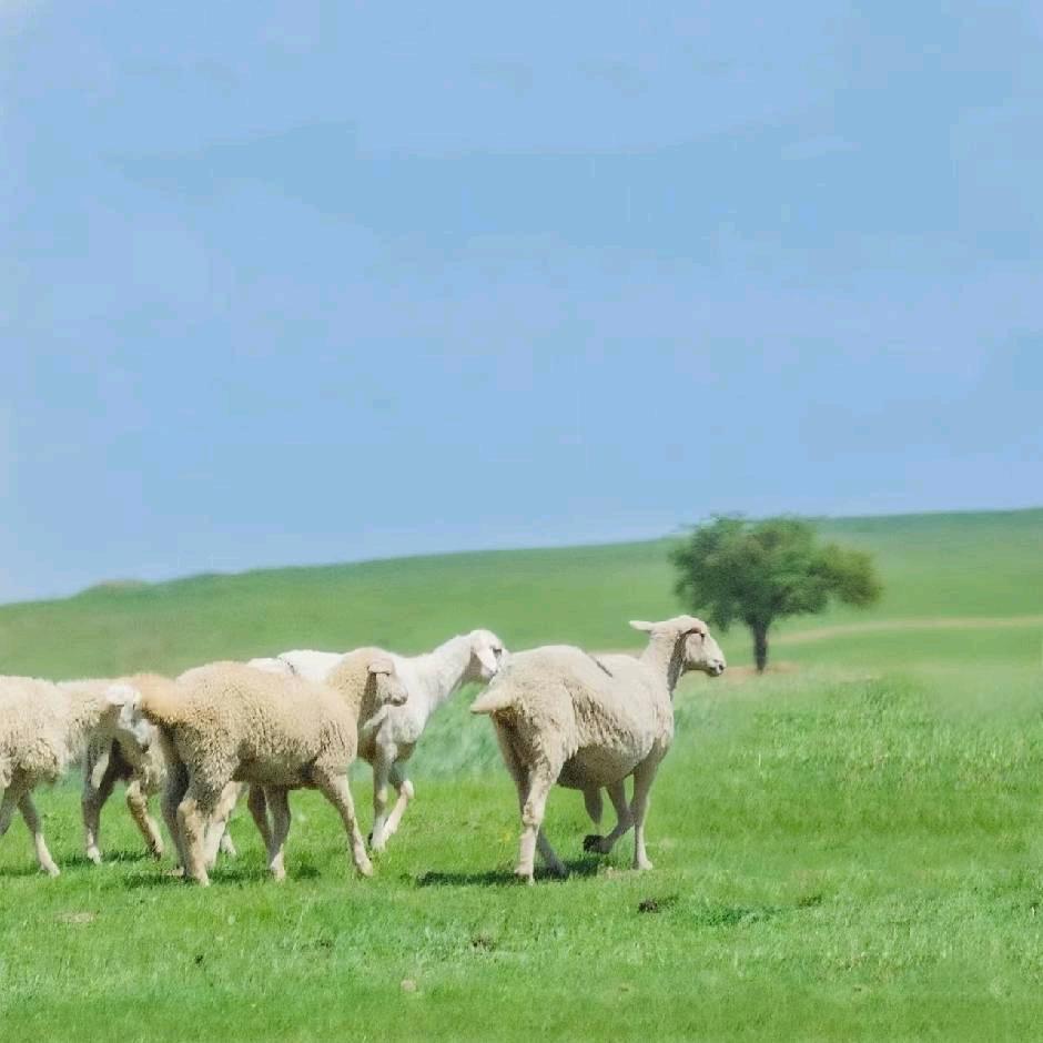 春田花花潘老师