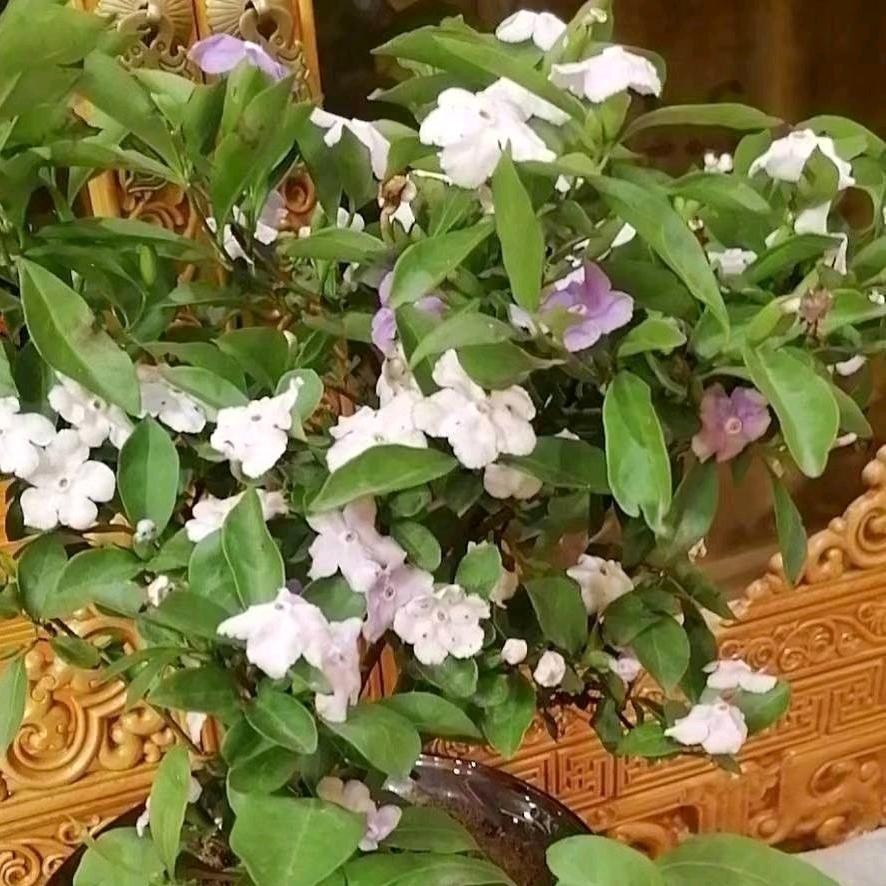 玉宝