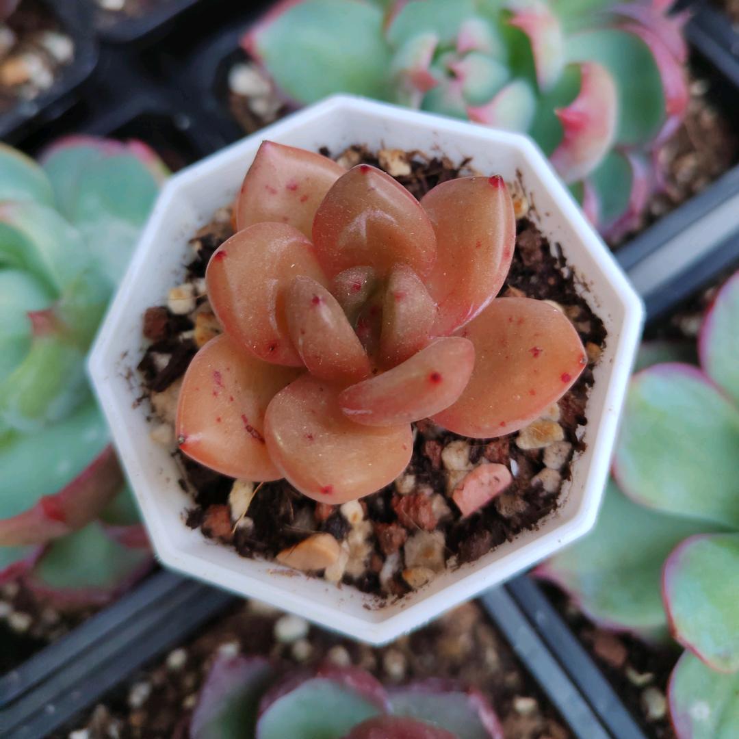 我是一只小小小马