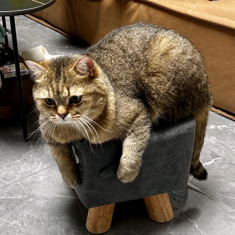 爱喝酸奶的斑斑