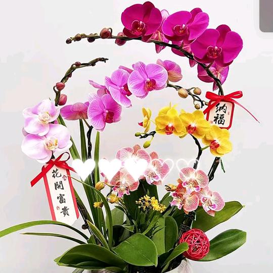 小马花卉🌻
