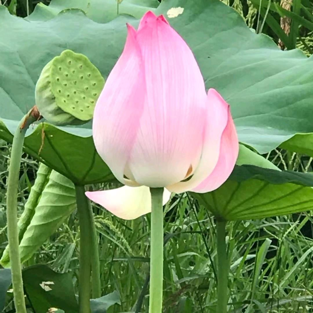 拾壹👑向阳而生