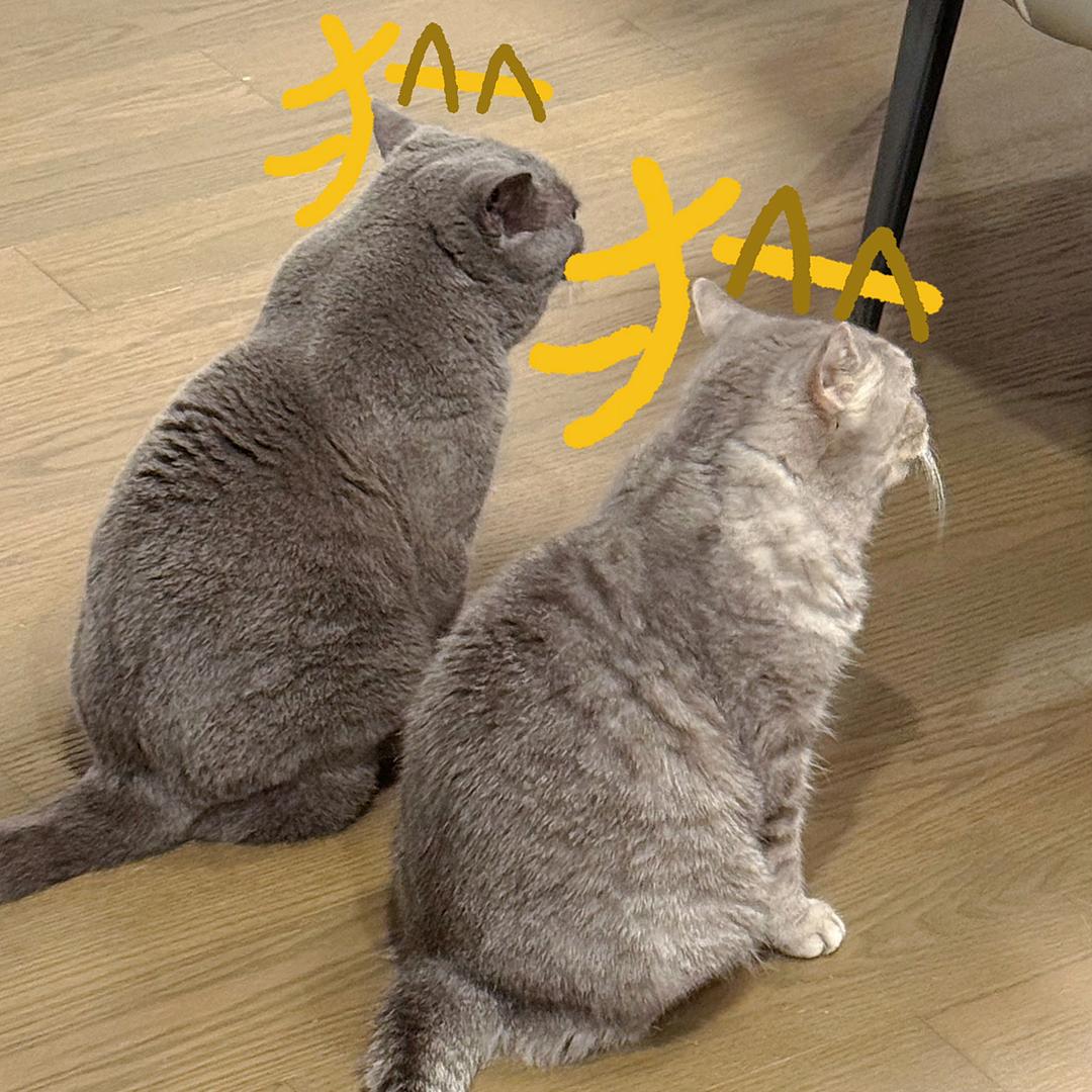 呆帝与肥冷
