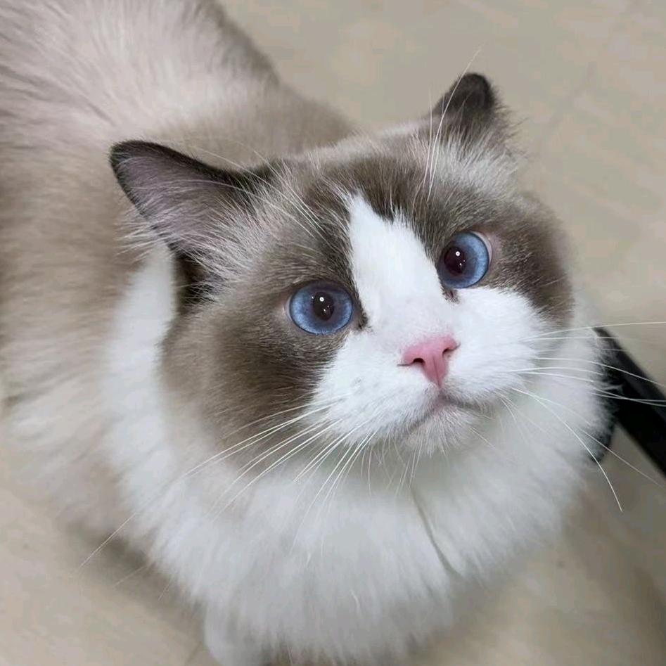 日月星错