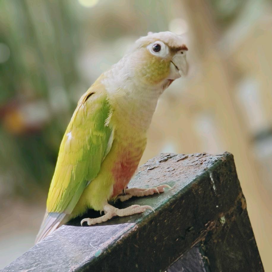 幸福的小猪(^_^)