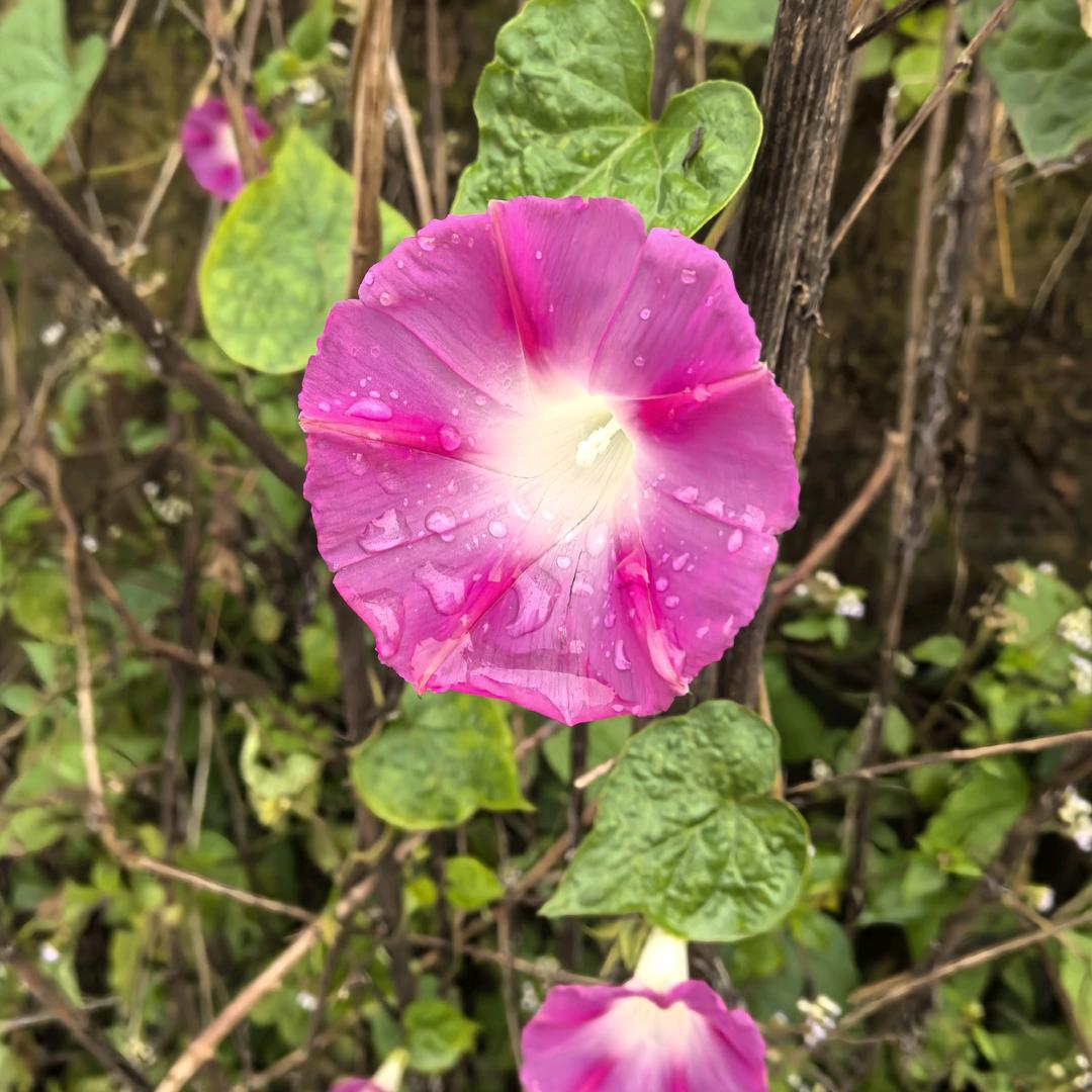 ღ宁孤寂🌿不将就