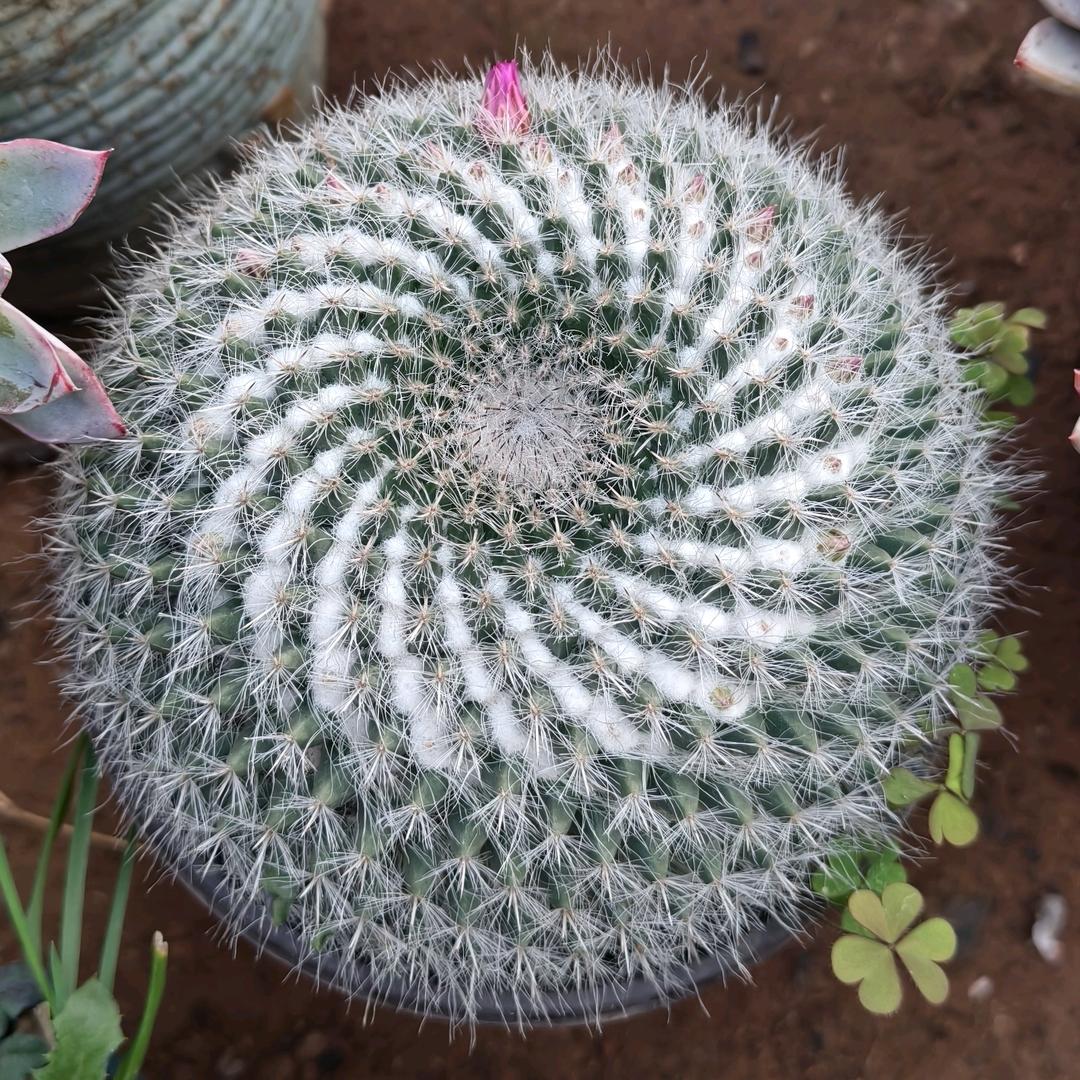 (≖͞_≖̥)余生随心(≖͞_≖̥)/