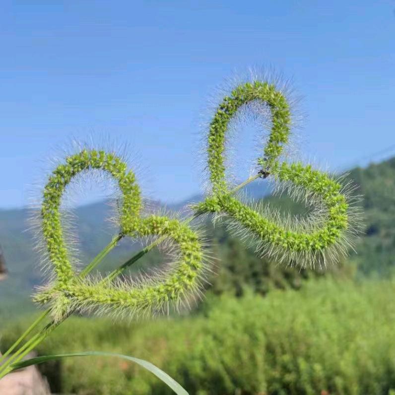 困困魚