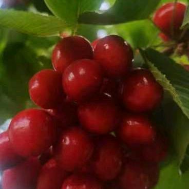 二小樱桃西梅采摘