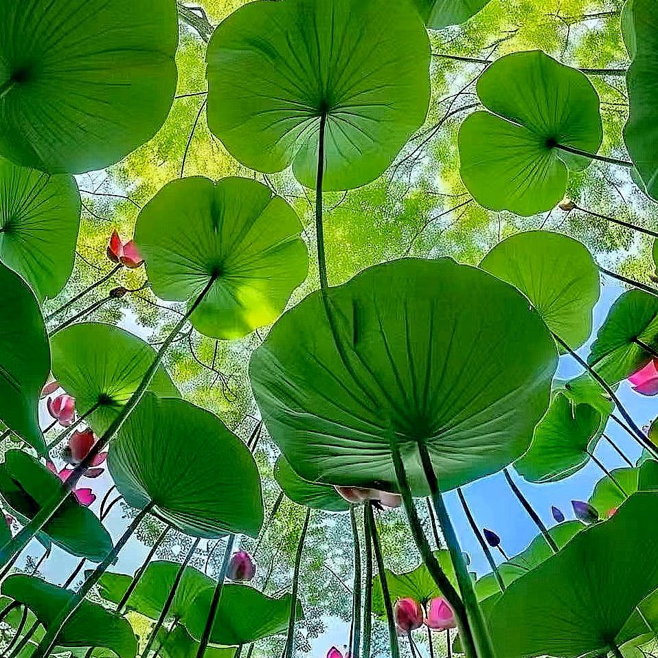 🇨🇳🐼顺影流年🍀无殇🐉🍎