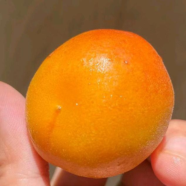 新疆特克斯吊干杏