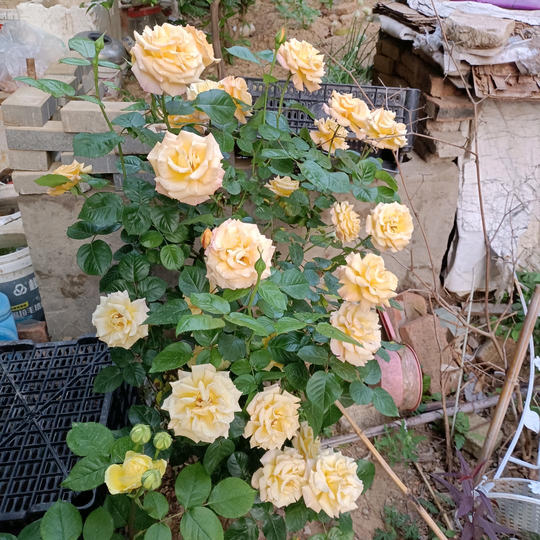 春暖花开