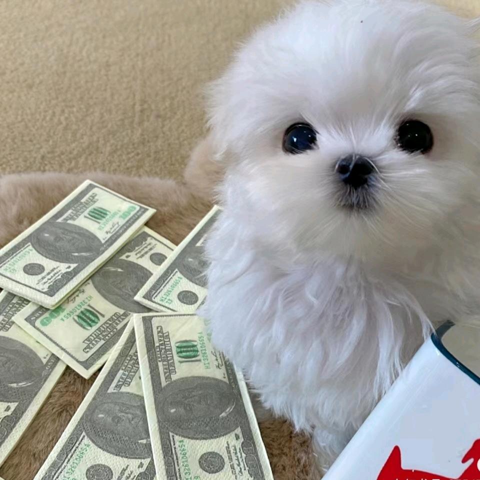 简柊