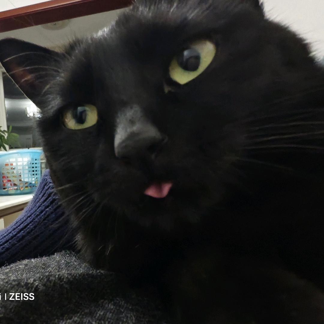 小黑是只猫