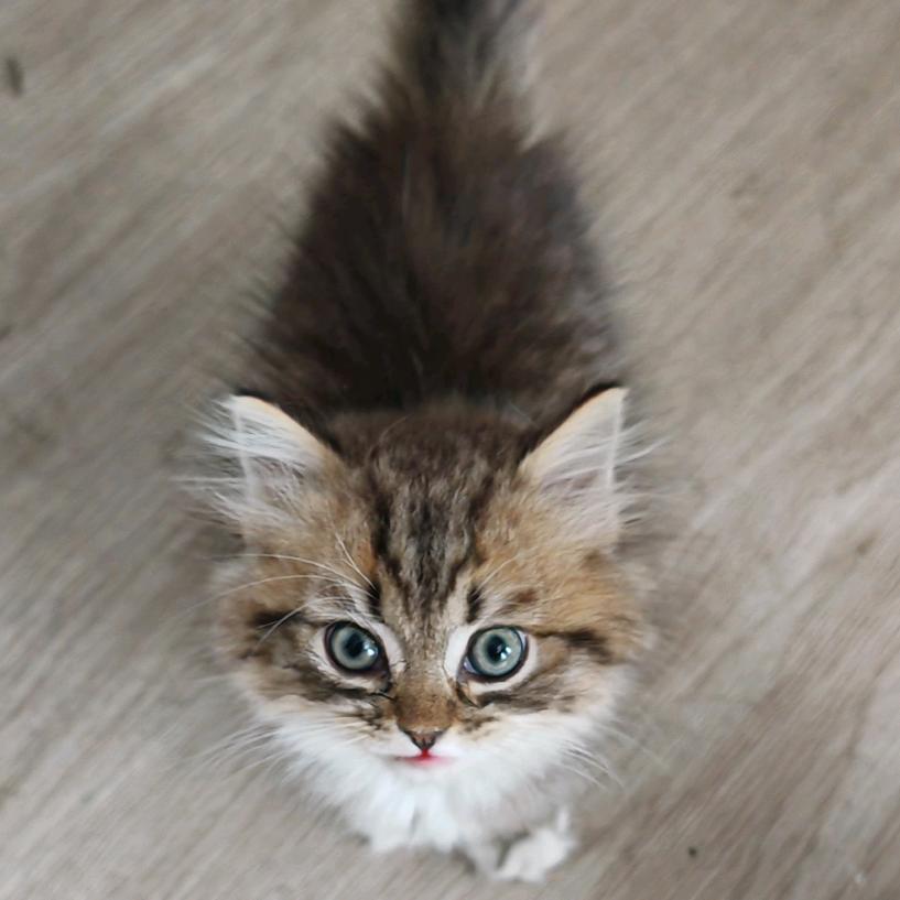 晴天霹雳虎（金虎斑弟弟）