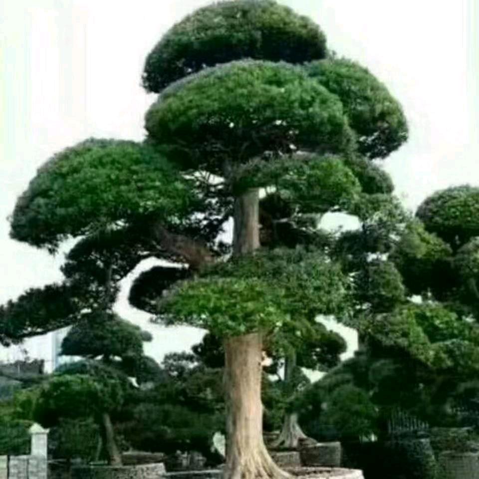 用户2529734298796张大明